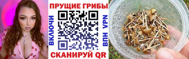 Купить закладки Новозыбков Галлюциногенные грибы мицелий